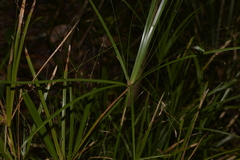 Cyperus filipes