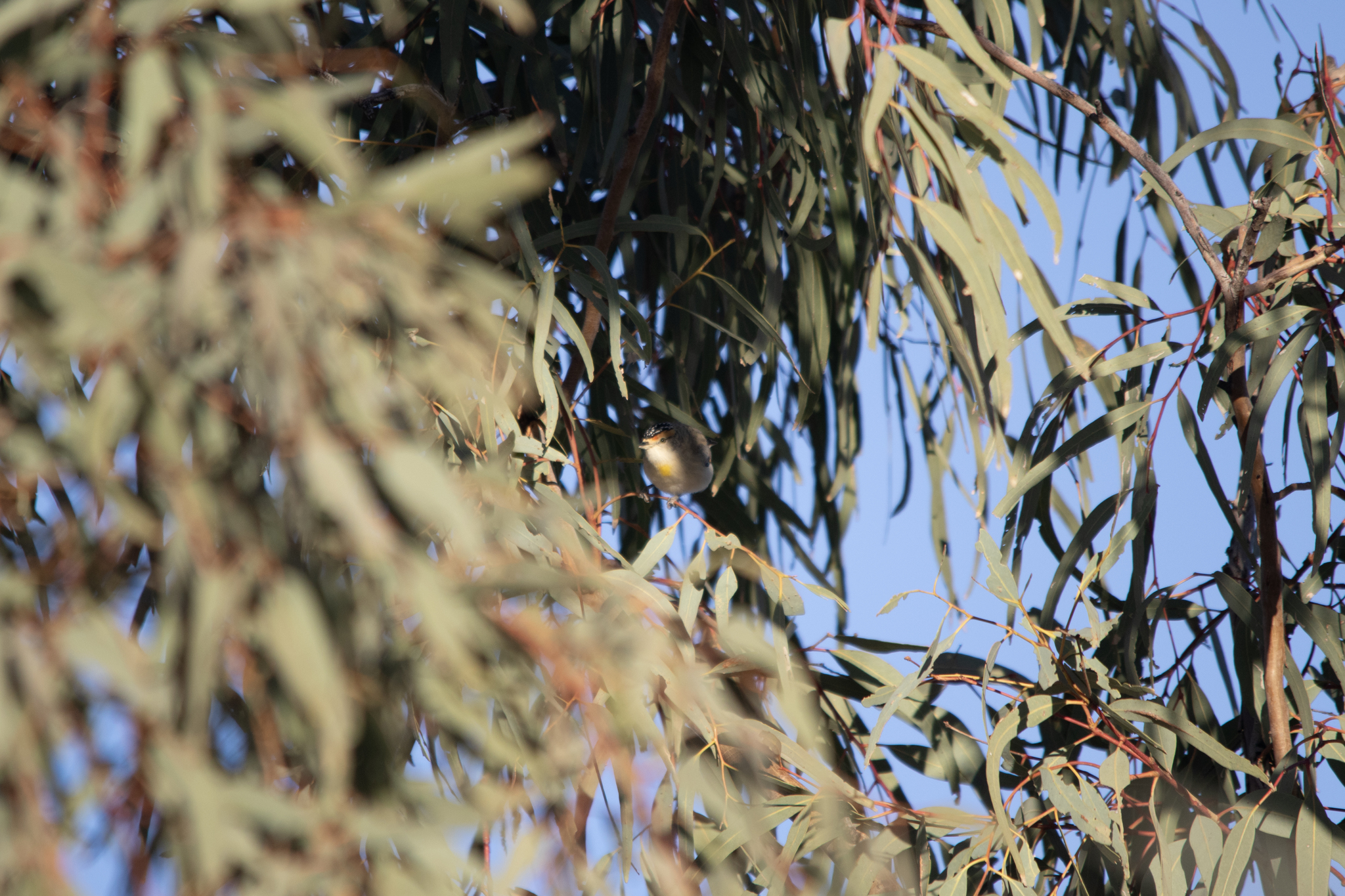 Red-browed Pardalote (Pardalotus rubricatus), photo 10