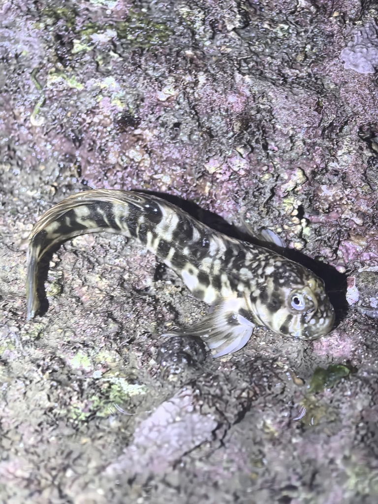 Red Rockskipper Reef Rockskipper from Quanzhou, CN-FJ, CN on April 12, 2025 at 04:42 AM ...