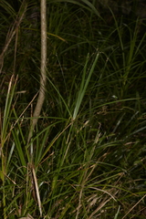 Cyperus filipes