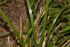 Lomandra spicata
