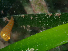 Cochleoceps orientalis