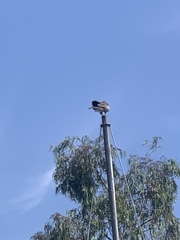 Milvus migrans