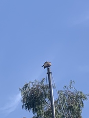 Milvus migrans
