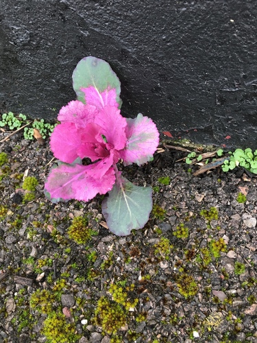 Brassica oleracea