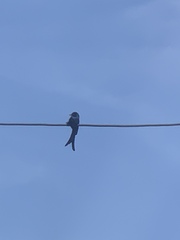 Dicrurus macrocercus