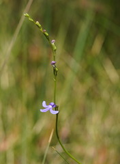 Lobelia gibbosa