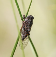 Atrapsalta furcilla