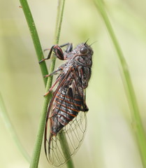 Atrapsalta furcilla