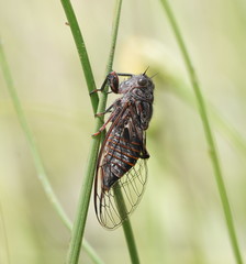 Atrapsalta furcilla