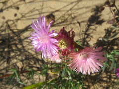 Lampranthus stenopetalus
