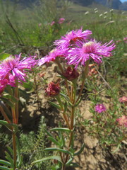 Lampranthus stenopetalus