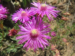 Lampranthus stenopetalus
