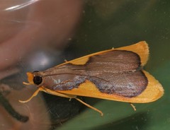 Prooedema inscisalis
