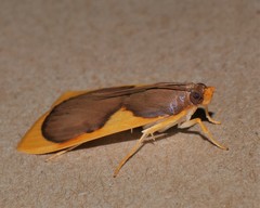 Prooedema inscisalis