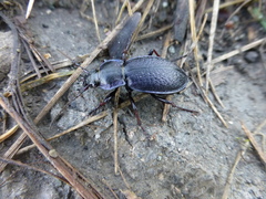 Morphocarabus