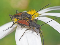 Anastrangalia dubia