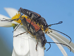 Anastrangalia dubia