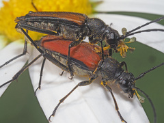 Anastrangalia dubia