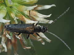 Anogcodes rufiventris