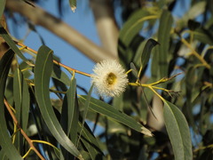 Eucalyptus globulus globulus