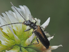 Anogcodes rufiventris
