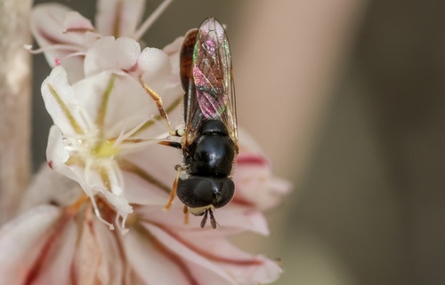 Unknown species found near Columbia River Gorge National Scenic Area, The Dalles, OR, US