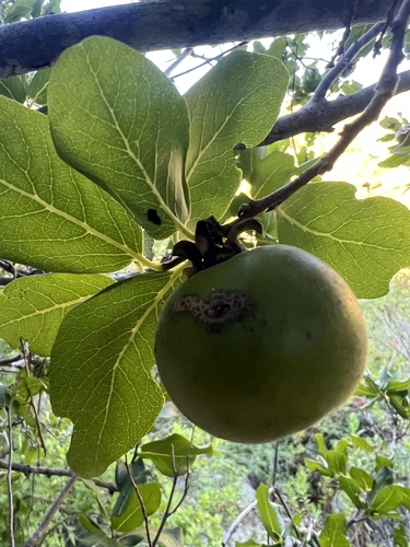 Diospyros californica (Diospyros californica)