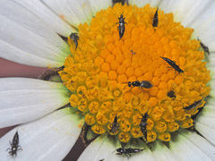 Suocerathrips linguis