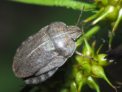 Eurygaster austriaca