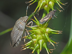 Eurygaster austriaca