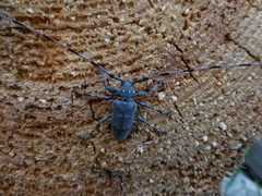 Acanthocinus aedilis
