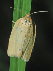 Aphelia viburnana