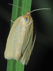 Aphelia viburnana