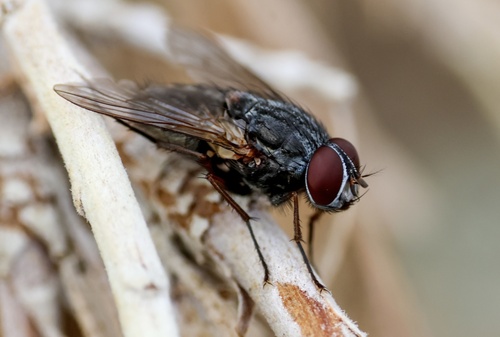 Unknown species found near Columbia River Gorge National Scenic Area, The Dalles, OR, US