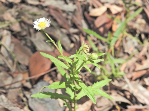 White Burr-Daisy (Calotis dentex)