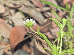 Calotis dentex, photograph (c) Scott W. Gavins, some rights reserved (CC BY)