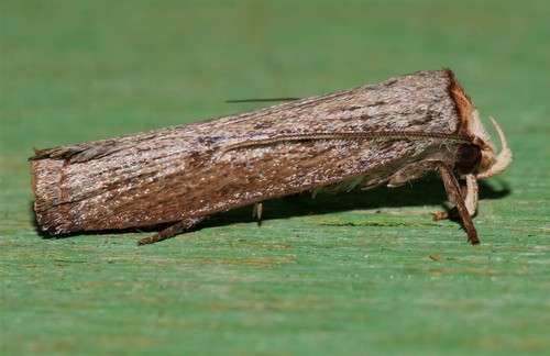 Thymiatris cephalochra (Lower, 1894)