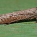 Thymiatris cephalochra - Photo (c) Alison Pearson, algunos derechos reservados (CC BY-NC), subido por Alison Pearson