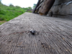 Acanthocinus aedilis