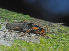 Podabrus alpinus