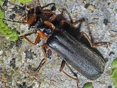 Podabrus alpinus
