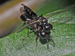 Crossocerus