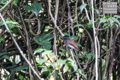 Terpsiphone atrocaudata