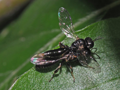 Crossocerus