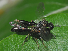 Crossocerus