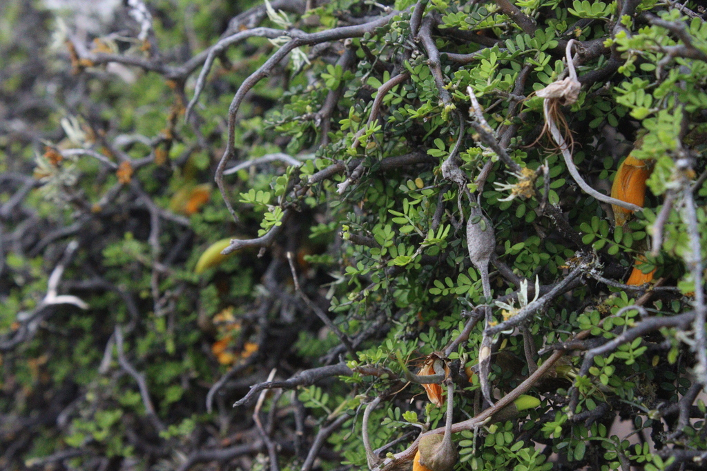 Prostrate kowhai