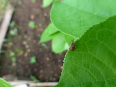 Anthonomus rectirostris