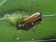 Rhagonycha lignosa