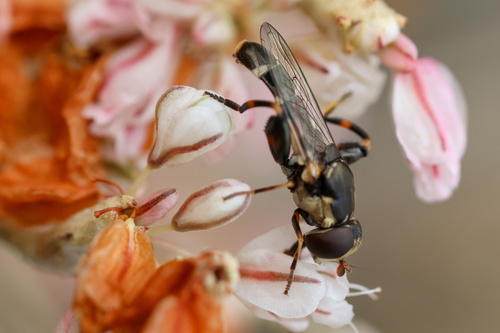 Unknown species found near Columbia River Gorge National Scenic Area, The Dalles, OR, US